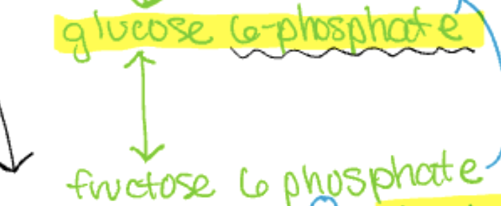 <p>glucose 6 phosphate (G6P) → fructose 6 phosphate (FSP)</p>