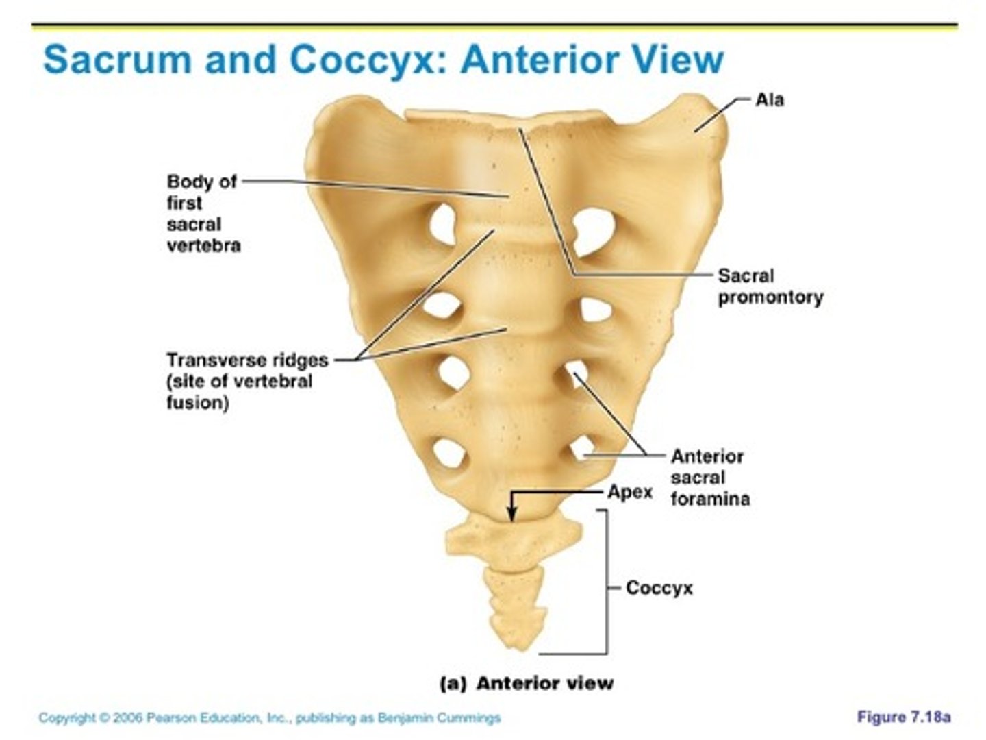 <p>Sacral promontory, median sacral crest, ala, transverse ridges, anterior/posterior sacral formina</p>