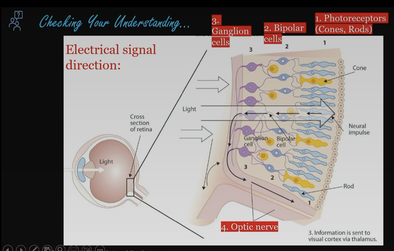 <ol><li><p>photoreceptors (cones, rods)</p></li><li><p>bipolar cells</p></li><li><p>ganglion cells</p></li><li><p>optic nerve</p></li></ol>