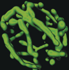 <p>confocal microscopy</p>