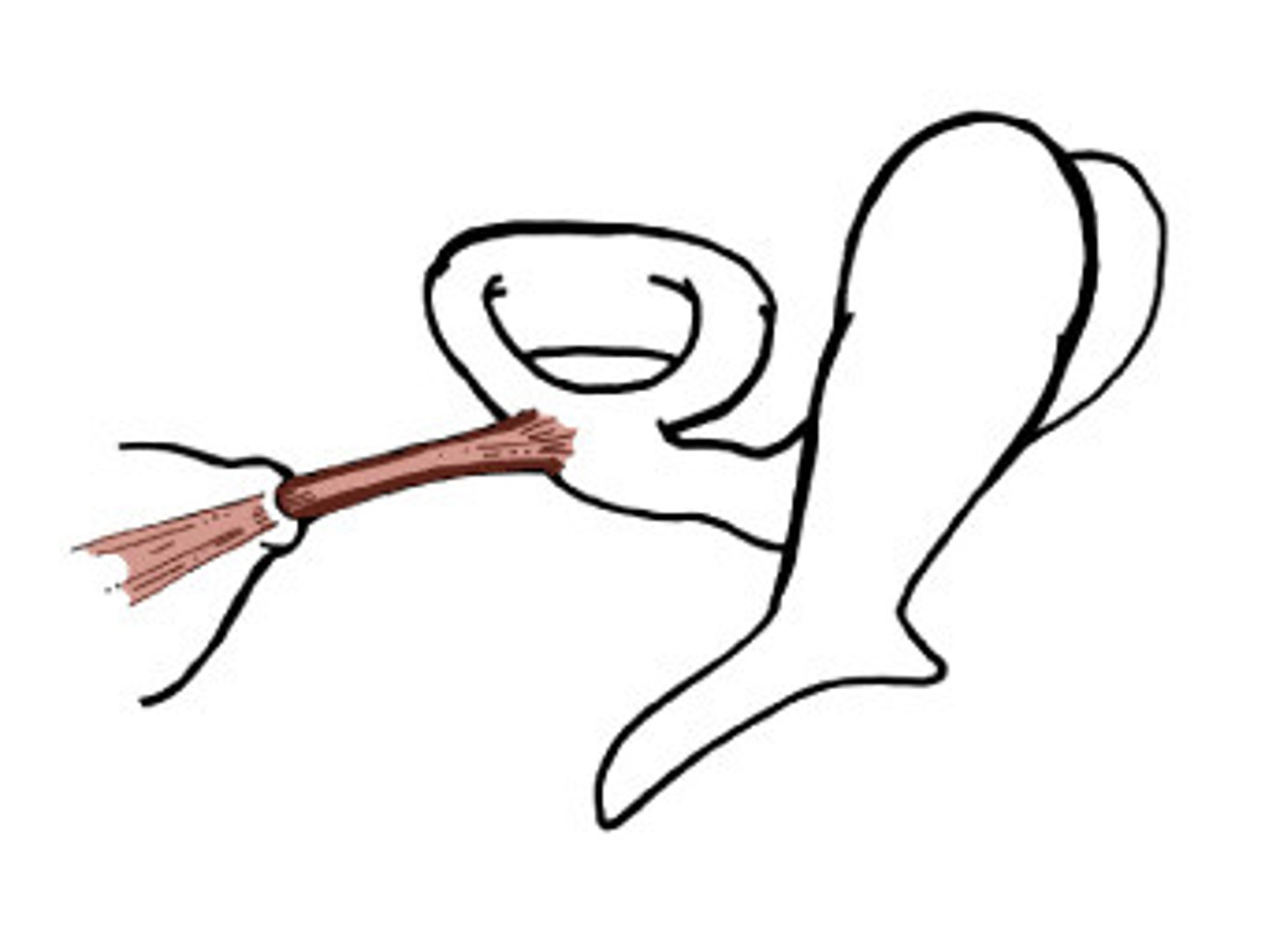 <p>a tiny muscle in the middle ear that dampens vibrations by pulling on the stapes bone, protecting the inner ear from loud sounds</p>