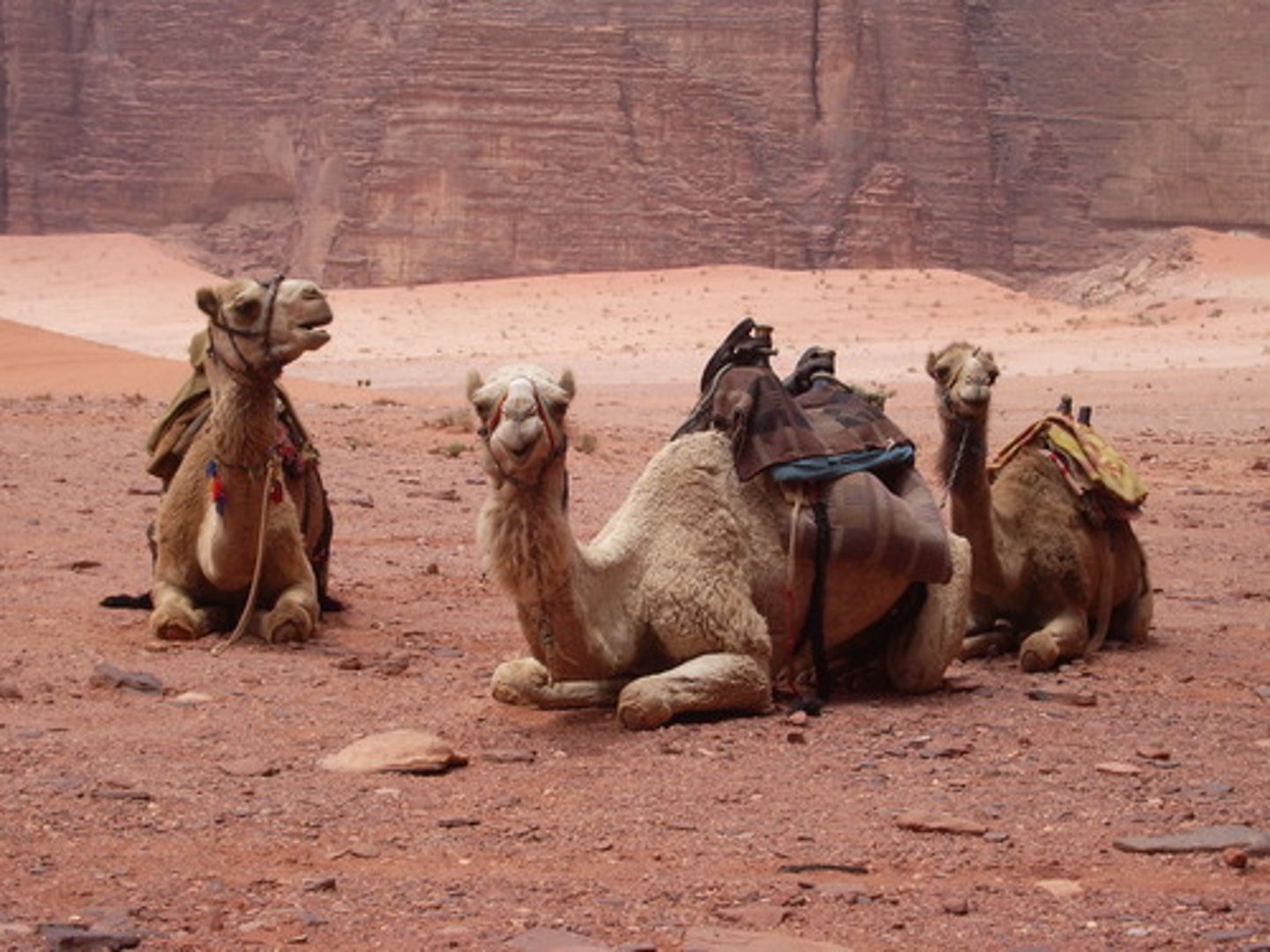 <p>Pack animals that made cross-Sahara caravans possible</p>