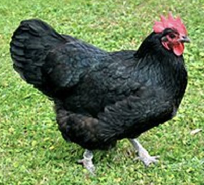 <ul><li><p>excellent egg later </p></li><li><p>364 eggs per year </p></li><li><p>dual-purpose hen </p></li><li><p>5-6 lbs </p></li><li><p>can be blue and black</p></li><li><p>only black is recognized in US </p></li></ul><p></p><p></p>