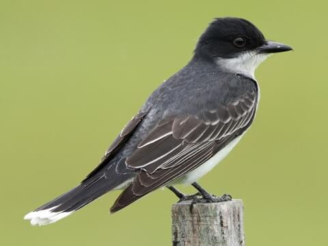 <p>Eastern Kingbird</p>