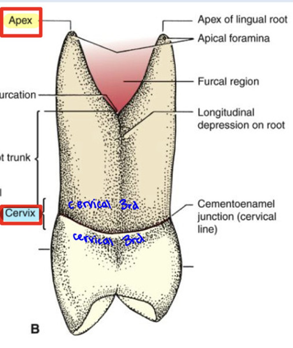 <p>constricted region surrounding the junction of the crown and root</p>