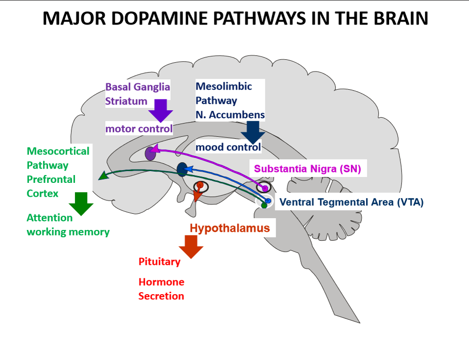 <p>in ventral tegmental area of midbrain</p>