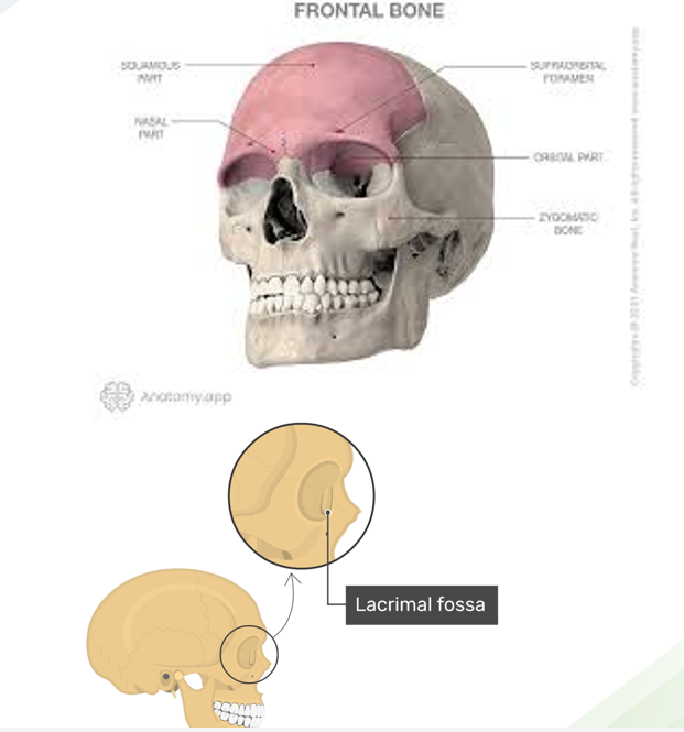 <ul><li><p>anterior part of skull, superior to eyes and located in frontal region</p></li><li><p>includes forehead and roof of each orbit</p></li></ul><p></p>