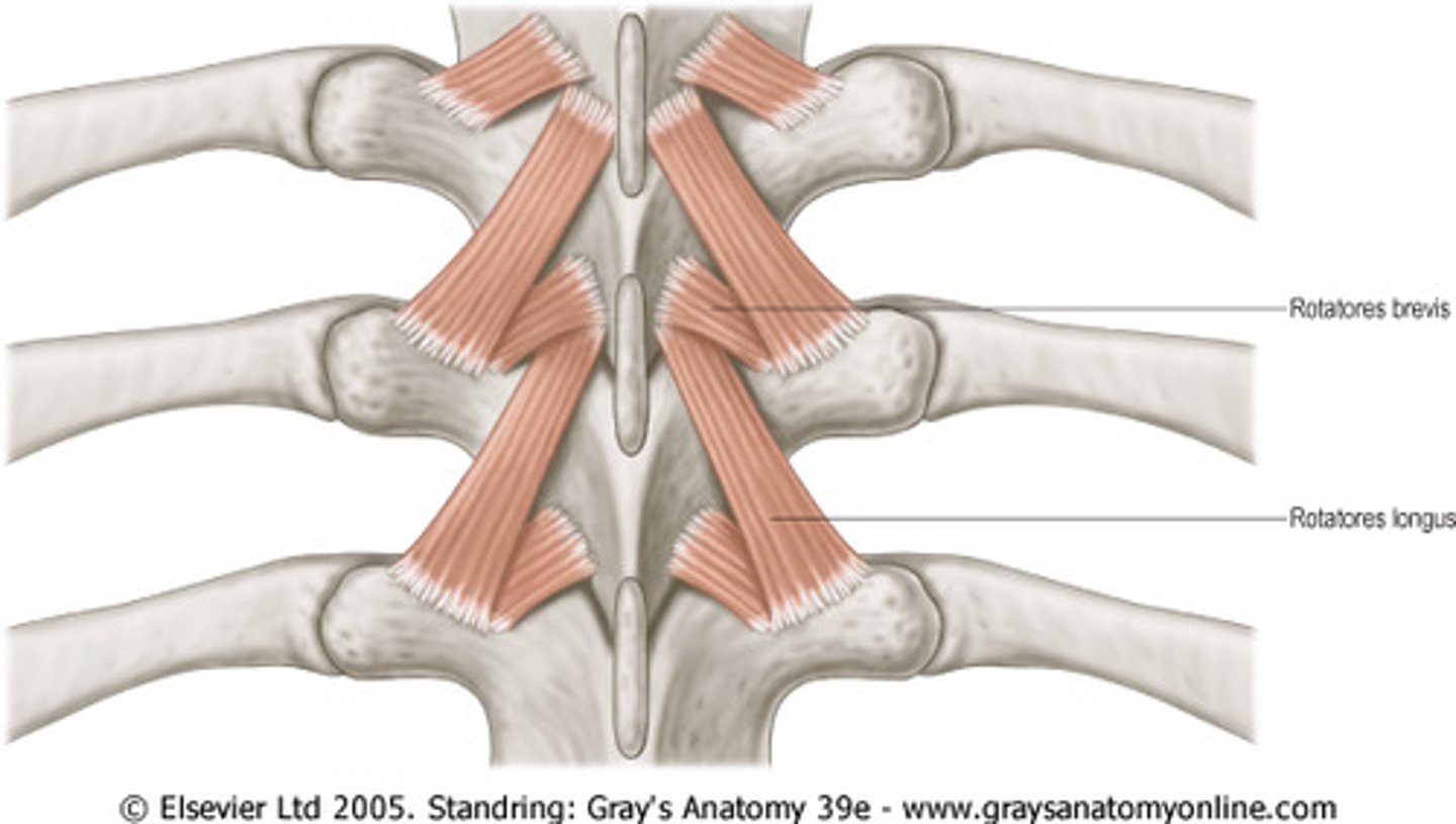 <p>arise from transverse processes of vertebrae; best developed in thoracic region</p>
