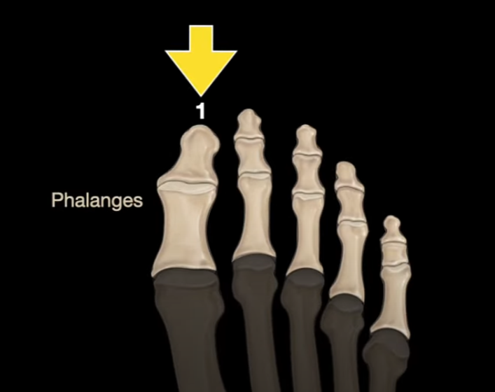 <p>What is the name for the big toe?</p>
