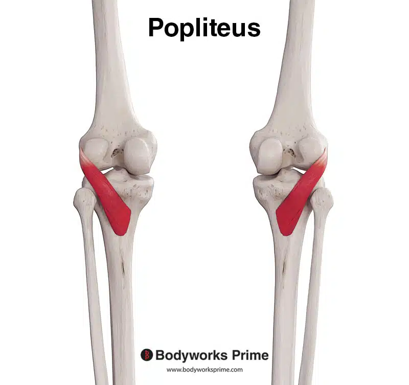 <p>Knee Muscle Location:</p>