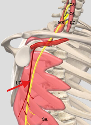 <p>What is this structure?</p>