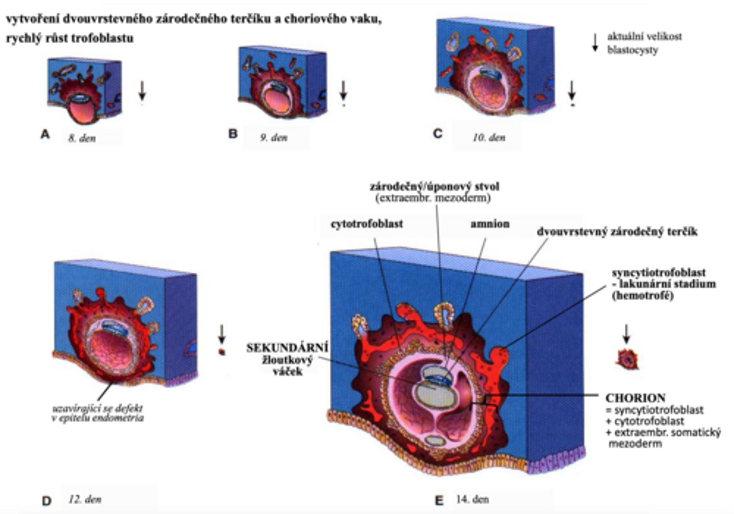 <p>- vytvoření dvouvrstevného zárodečného terčíku a choriového vaku</p><p>- rychlý růst trofoblastu</p>