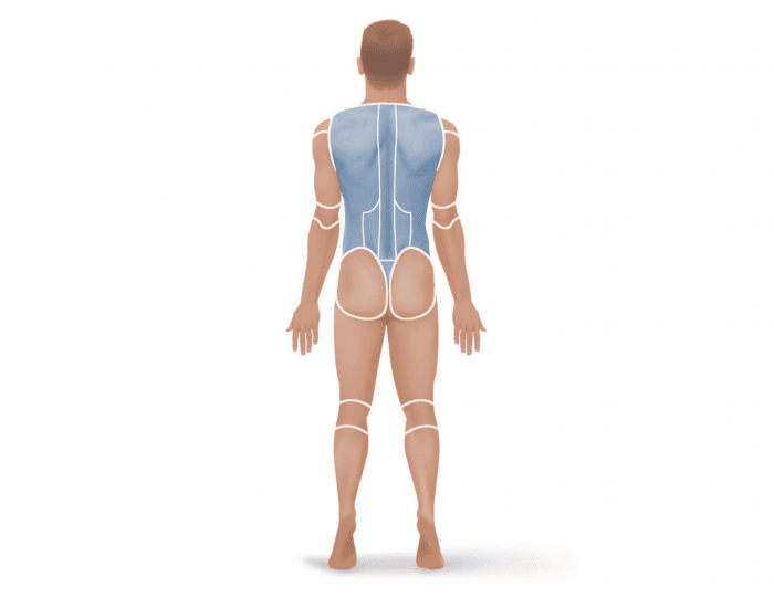 <p>Back side of the body from the back</p>