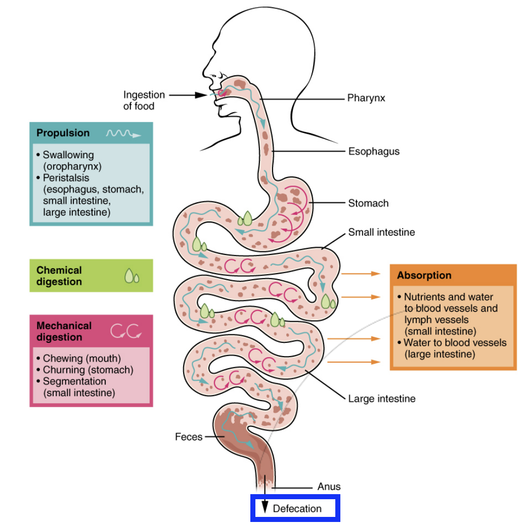 <p>Undigested material (fecal matter/stool) excreted from the body.</p>