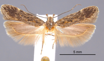 <p>Sagebrush defoliator</p><ul><li><p>feeds on leaves in early spring and summer</p></li><li><p>increasing amount of fuel in form of dead foliage</p><ul><li><p>more susceptible to fires</p></li></ul></li><li><p>possible to rejuvenate old stands of sagebrush by precipitating fire</p><ul><li><p>recycles mineral nutrients</p></li></ul></li></ul><p></p>