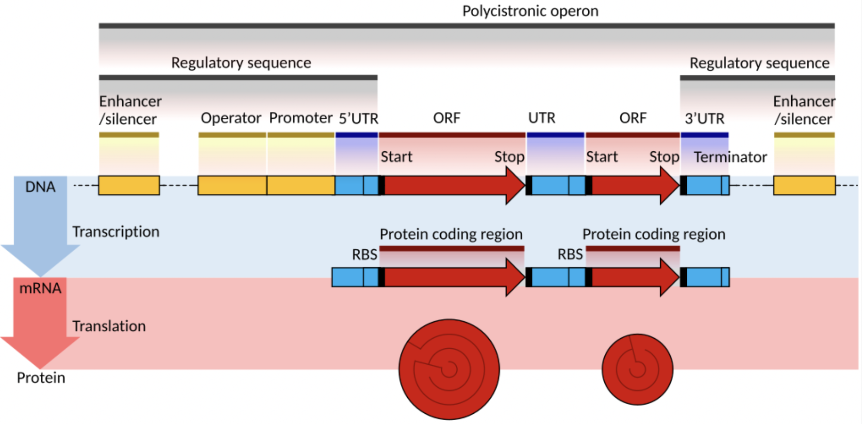 <p>no pre-mRNA / post transcriptional modification of mRNA stage&nbsp;</p>