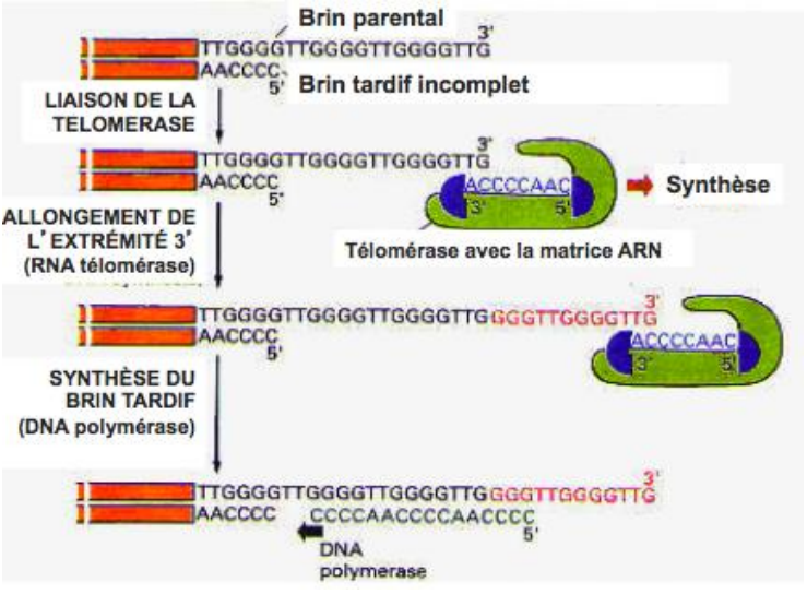 <p>Le rallongement du brin parental 3’ forme un équilibre avec le raccourcissement du brin tardif.</p>