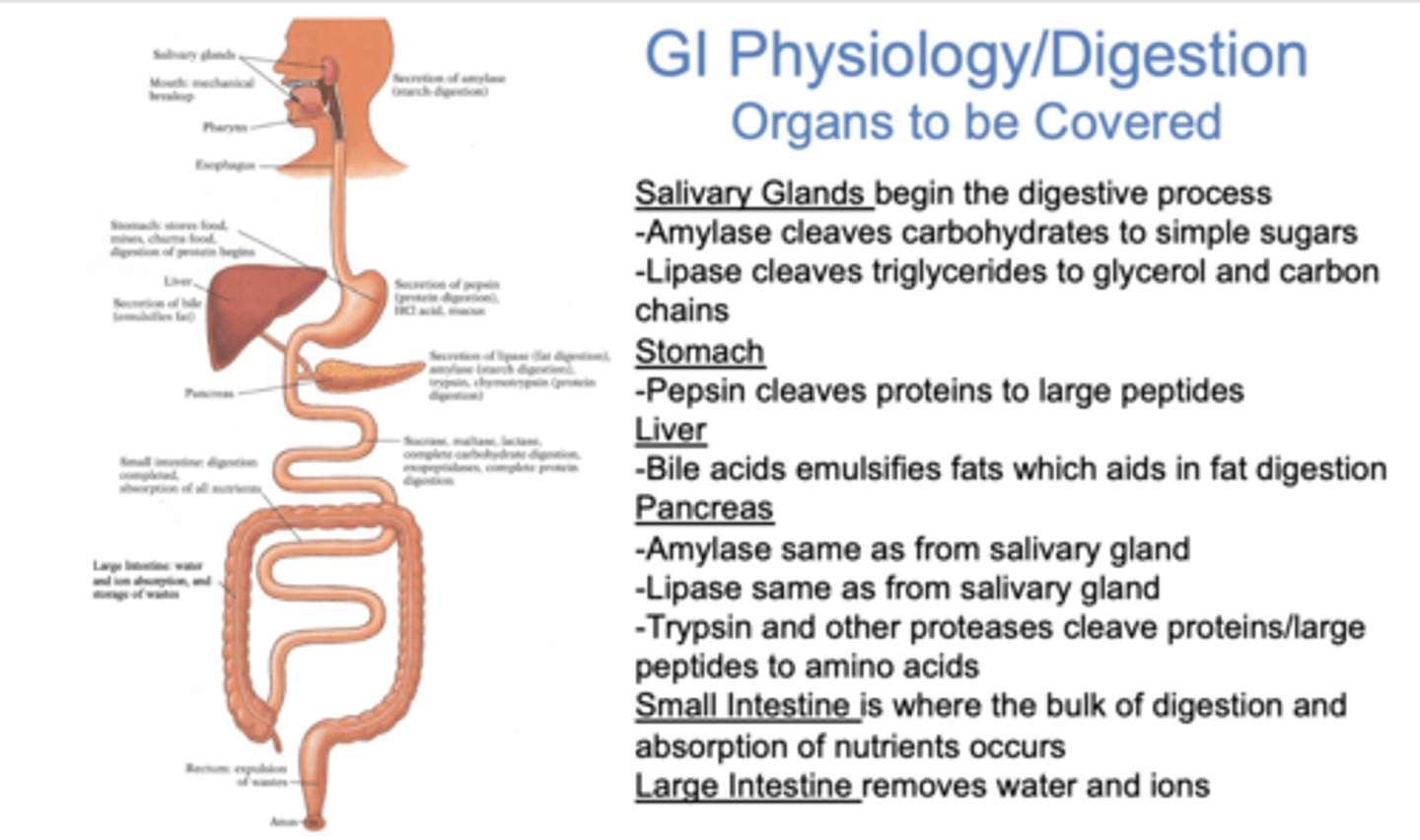 <p>large intestine</p>