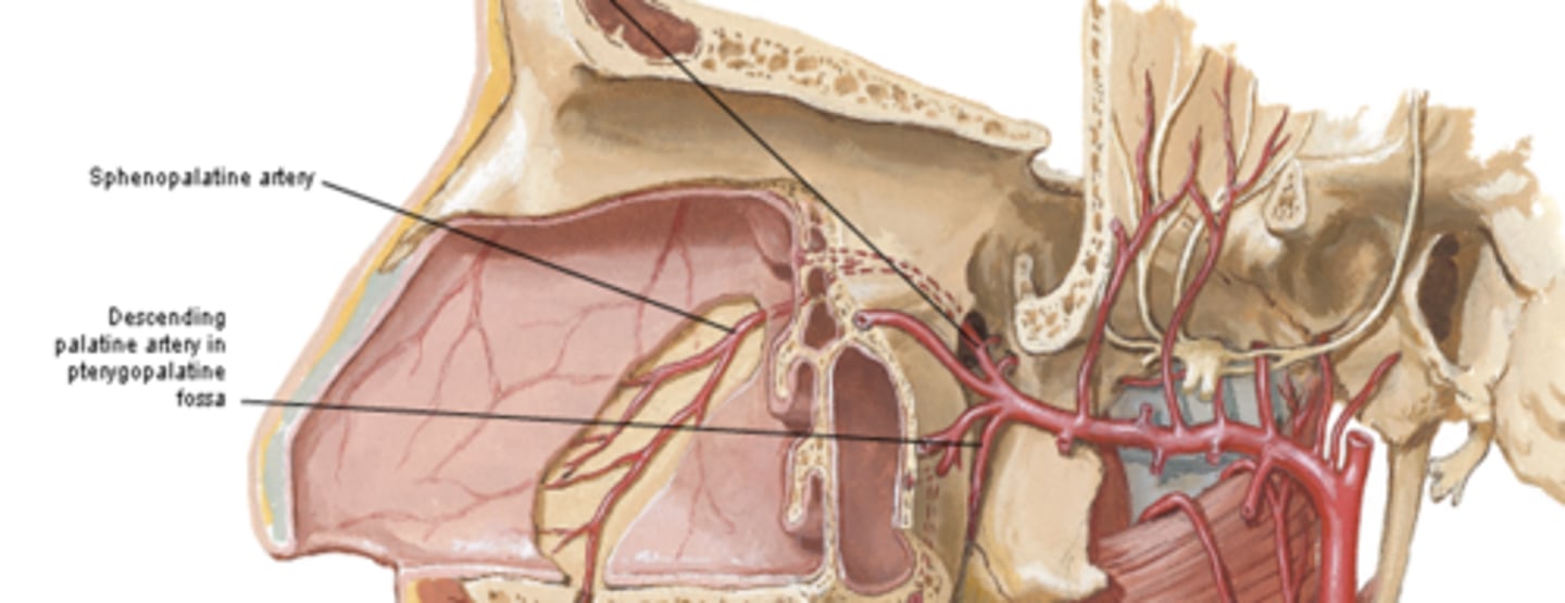 <p>What is the Sphenopalatine artery (terminal a. of maxillary a.) of the maxillary artery branches in PTERYGOPALATINE FOSSA supplied by?</p>