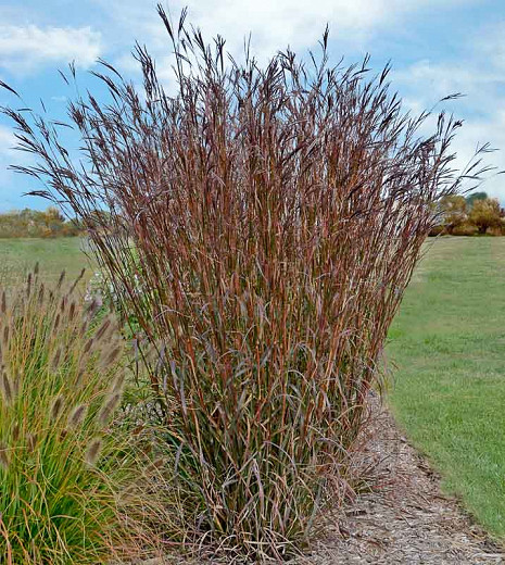 Big Bluestem
