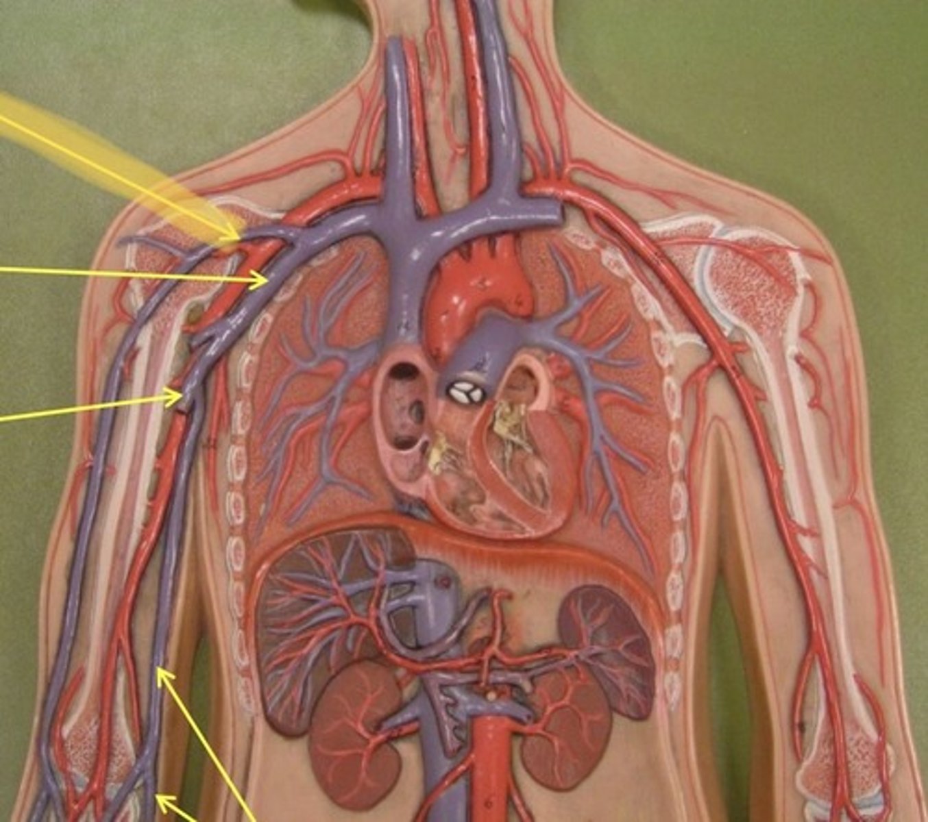knowt flashcard image