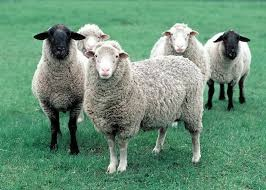 <ul><li><p>Sheep and goats: the first animals to be domesticated. </p></li><li><p>Selecting animals for certain desirable features (e.g., woolly sheep)</p></li><li><p>Animals tend to get smaller with domestication </p></li></ul><p></p>