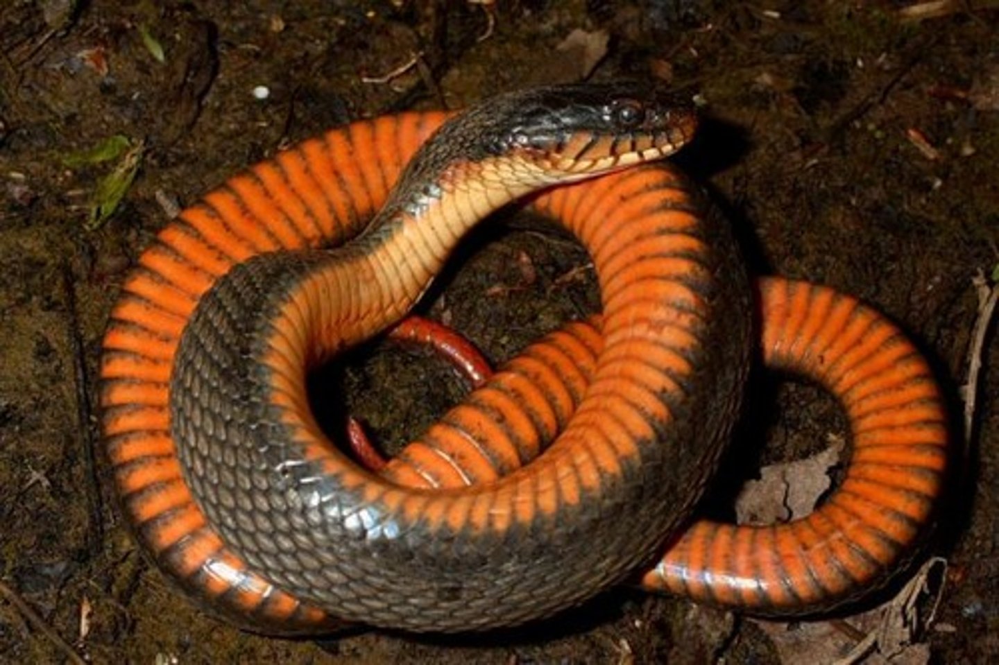 <p>Red-bellied water snake</p>