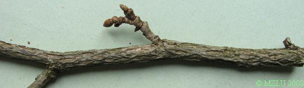 <p><strong><em>Corylus colurna</em></strong></p><p><strong>slabší větvička a kulatými až vejcovitými pupeny</strong></p><p>letorosty zpočátku šedě chlupaté, brzy lysé. Dvouleté větvičky – korkovitě rozpraskané</p>