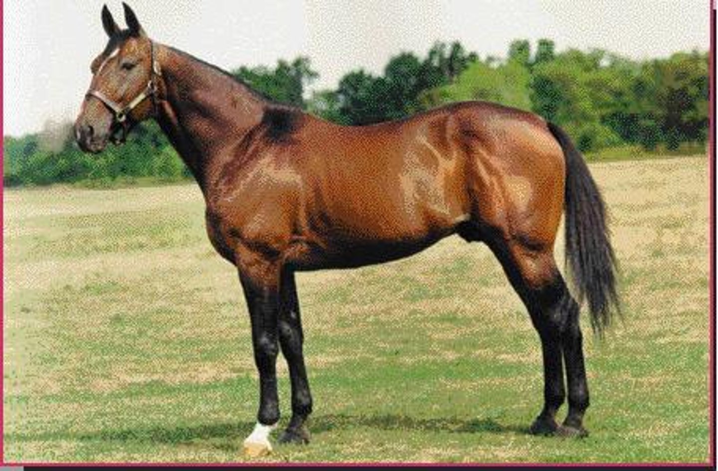 <p>this light breed horse is the World's fastest harness horse, competes in trot or pace</p>