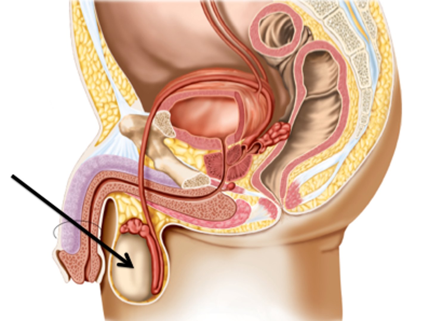 <p>the testes</p>