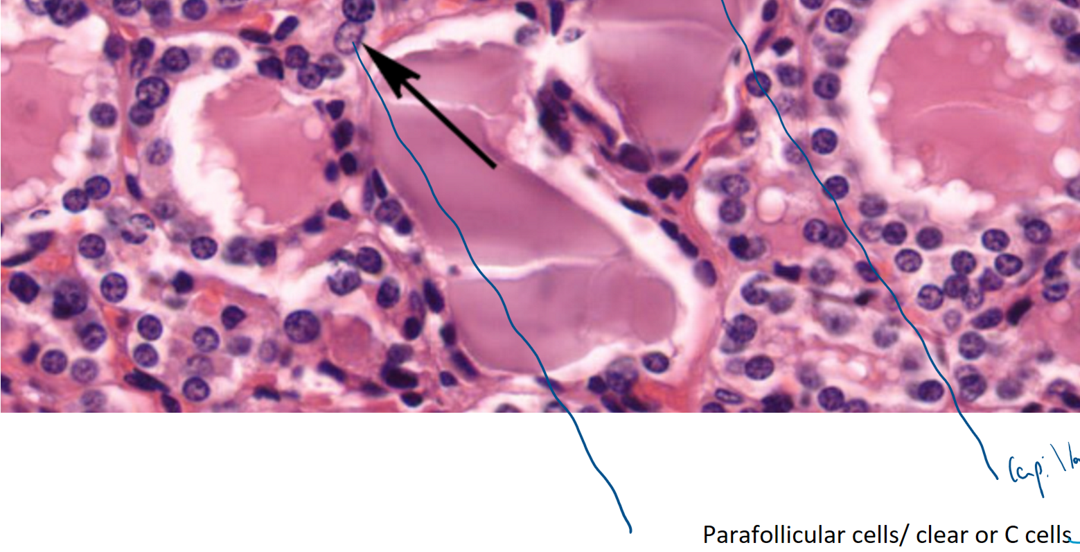 <p>produce calcitonin (inhibits bone resorption), in periphery of follicles, stain poorly with H&amp;E </p>