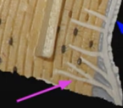<p>Perforating fiber</p>