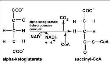 <p>α-ketoglutarate dehydrogenase</p>
