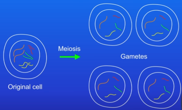 <ul><li><p>only happens in reproductive organs, humans = testes and ovaries</p></li><li><p>produces 4 gametes from 1 cell - each gamete is genetically diff from another (has diff alleles)</p></li></ul><ol><li><p>All chromosomes are copied</p></li><li><p>Cell divides into 2</p></li><li><p>Both divide again forming gametes with single chromosomes (half the number of chromosomes)</p></li></ol>