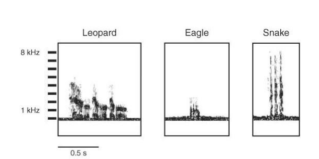 <p>symbolic and abstract communicatio - vervet monkeys</p>