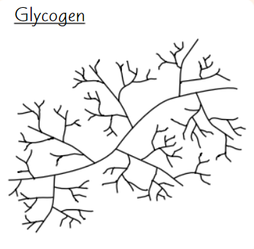 <ul><li><p><strong>Highly branched </strong>structure</p><ul><li><p>→ stored glucose can be <strong>released quickly</strong></p></li></ul></li><li><p><strong>Compact</strong></p><ul><li><p><strong>→ </strong>good for <strong>storage</strong></p></li></ul></li></ul><p></p>