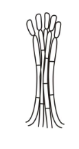 <p><span>aggregated sporophores, stalked structures</span></p>