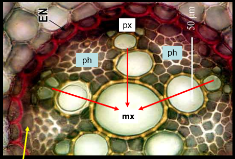 <p>name the elements in this photo</p>