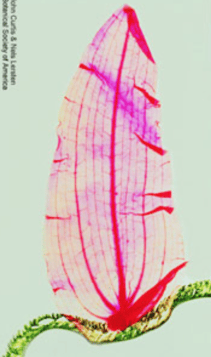 <p>where can u find parallel venation</p>