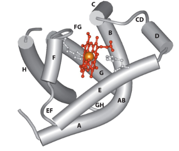 <p>Myoglobin</p>