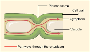 <p>What cell junction is this?</p>