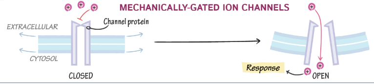 <p>ion channels open due to accumulation of charge</p>