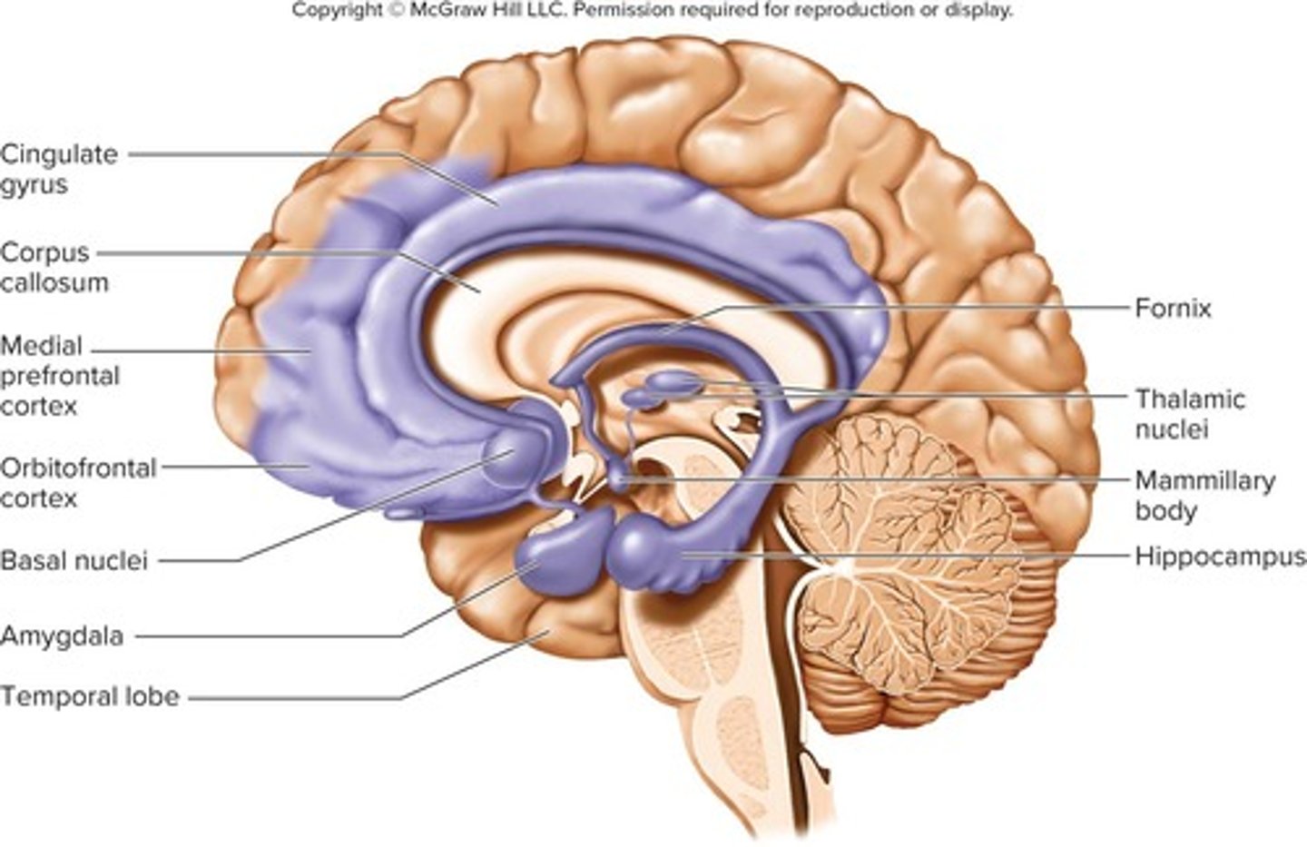<p>Separates the two cerebral hemispheres.</p>