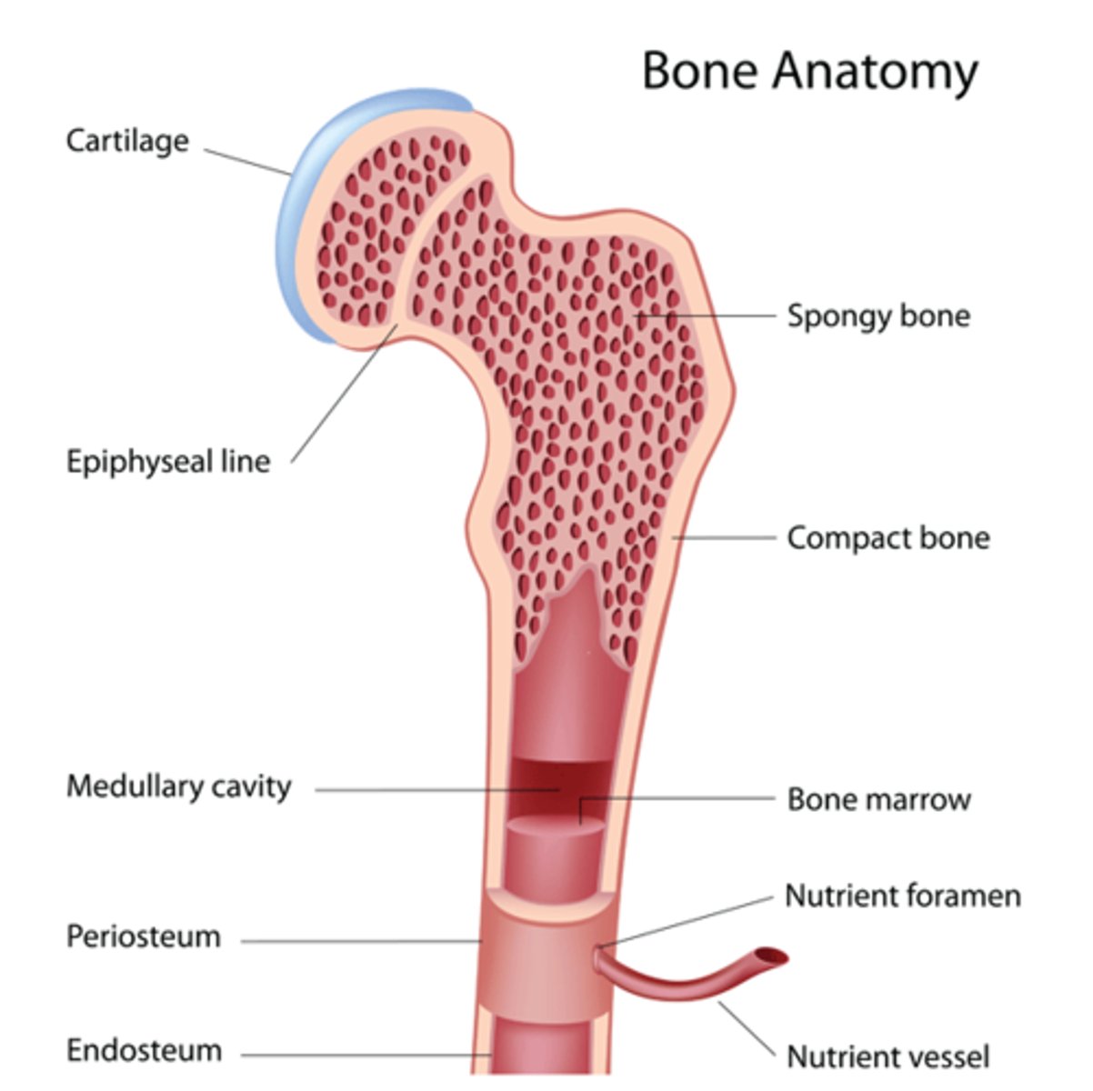 <p>DEFINITION</p><p>produces red and white blood cells and platelets</p>