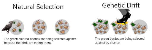 <p>a random change in the frequency of an allele. It is the opposite of natural selection.</p>