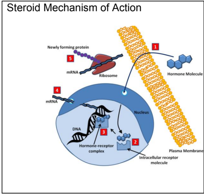 <p></p><ul><li><p>Synthesized from cholesterol </p></li><li><p>Steroid hormones are lipid-soluble </p></li><li><p>They diffuse easily through the cell membrane to combine with a receptor in the cytoplasm or nucleus to produce a hormone-receptor complex</p></li><li><p>This then interacts with DNA and increases the steps of “protein synthesis,” leading to the production of proteins</p></li><li><p>Often, the proteins produced are enzymes or structural materials like collagen</p></li></ul><p></p><p><span><span>Examples: testosterone, estrogen, progesterone, etc.</span></span></p>