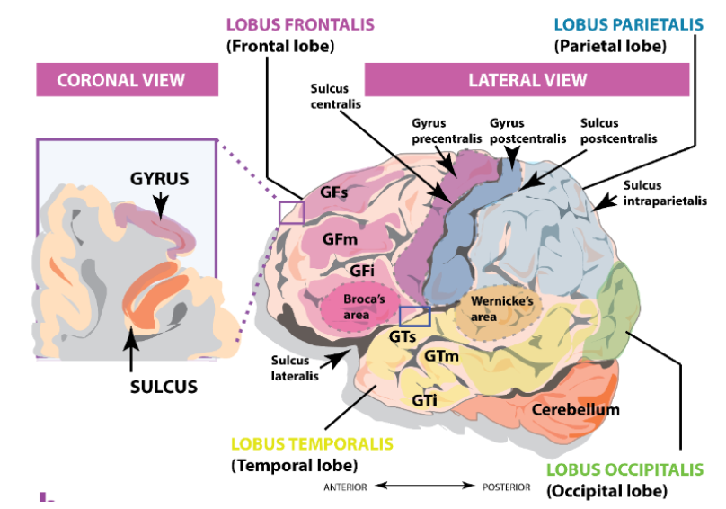 <p>The frontal and temporal lobes are further subdivided into...</p>