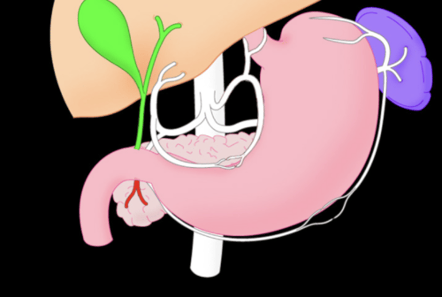 <p>The end branch from the aboral gastroduodenal artery that goes to the pancreas</p>