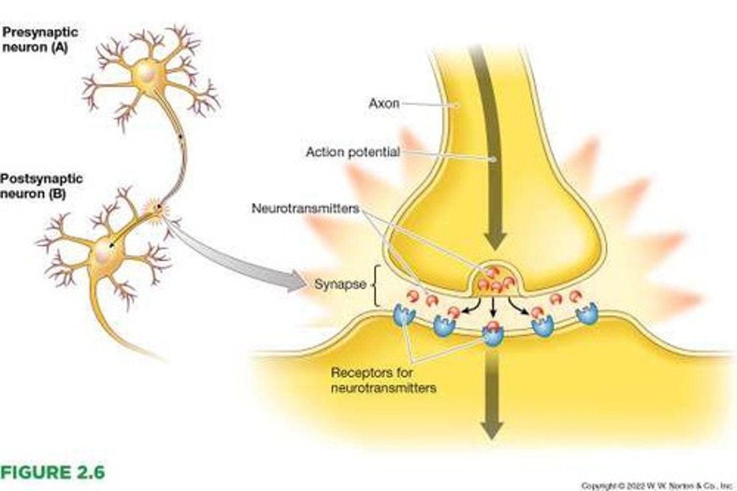 <p>The site of communication between neurons through neurotransmitters.</p>