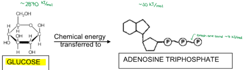 <ul><li><p><strong><mark>GLUCOSE:</mark></strong></p><ul><li><p>lots of energy</p></li><li><p>STABLE for travel in bloodstream</p></li></ul></li><li><p><strong>ATP:</strong></p><ul><li><p>smaller amounts of energy</p></li><li><p>only utilized <u>INSIDE CELLS</u></p></li><li><p>unstable (easy to break bonds)</p></li></ul></li></ul><p></p>
